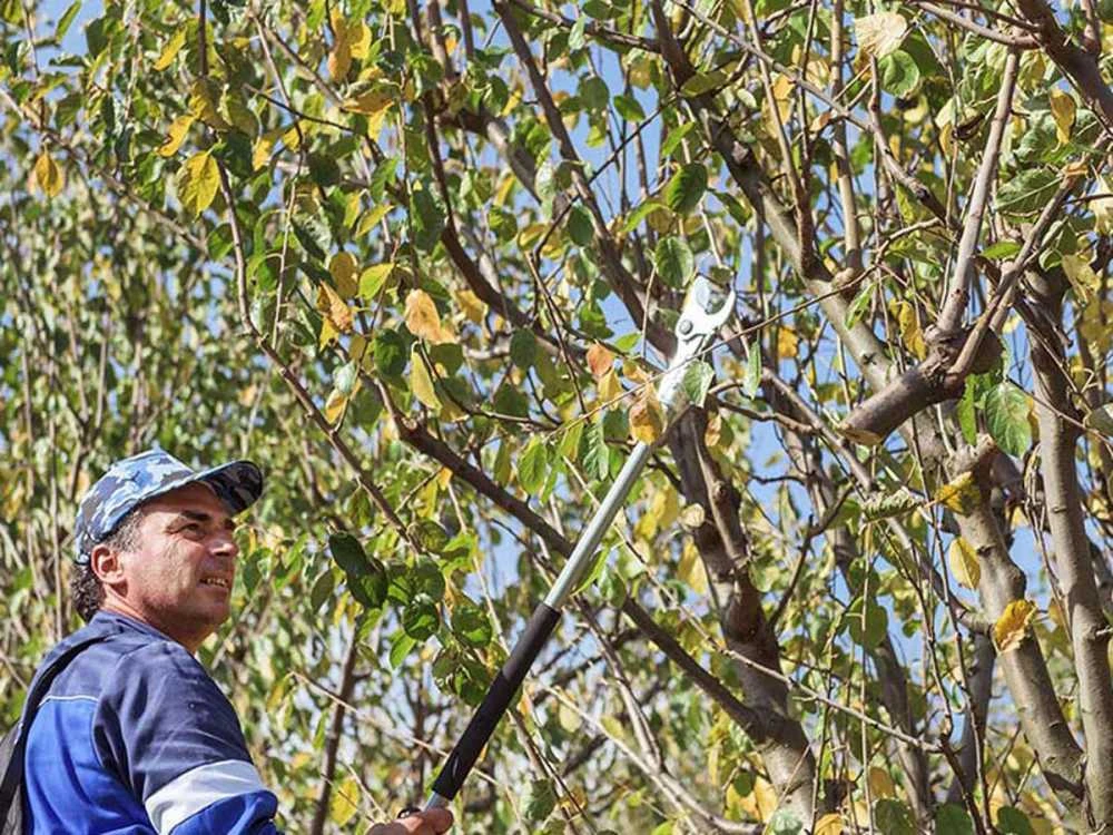 Campagnola Easy 150 - Forbice Elettrica Da Potatura - SENZA BATTERIA E CARICABATTERIA - immagine 2